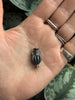 Lydias Charm